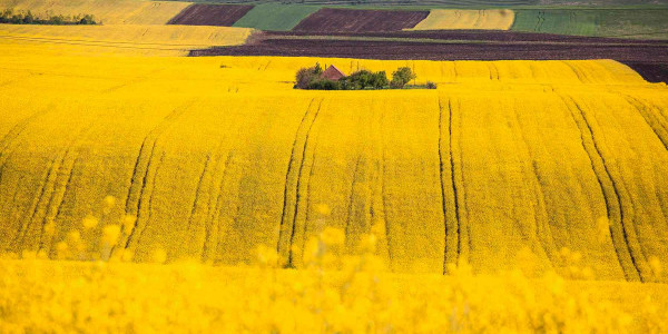 Delimitaciones de Fincas agrícolas